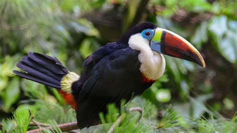 Stunning HD Wallpaper of a Colorful Toucan