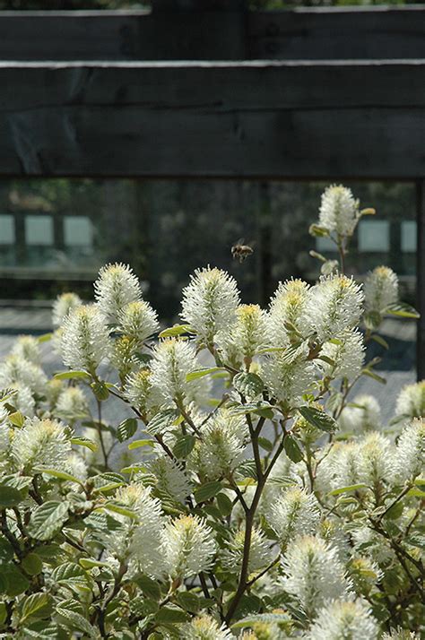 Mt. Airy Fothergilla (Fothergilla major 'Mt. Airy') in Wilmette Chicago ...