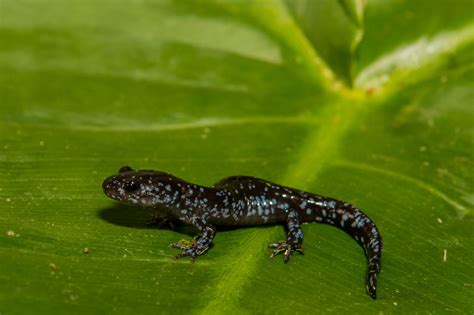 Blue-Spotted Salamander Sports Rare Flash of Blue In Animal Kingdom