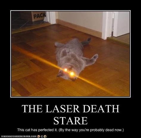 Laser cat death stare] | VotersOpinion.com