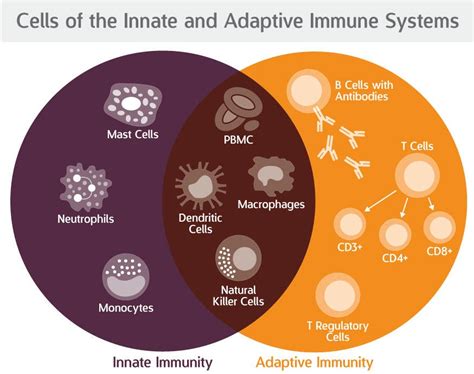 Comparing the Innate and Adaptive Immune Systems | Seattle, WA Patch