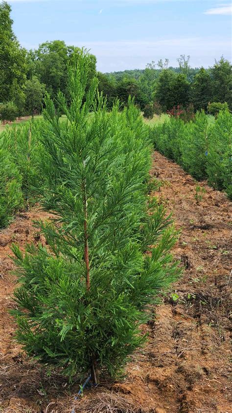 Cryptomeria - Wagoner's Nursery