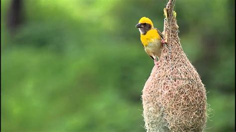 Baya weaver at work.MOV - YouTube