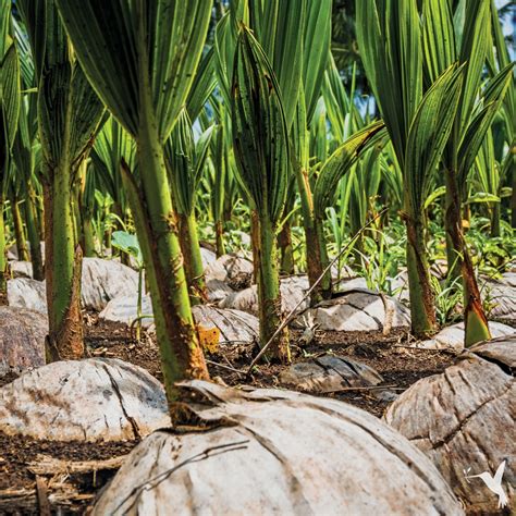 Coconut Farming in the Philippines - Producers Stories