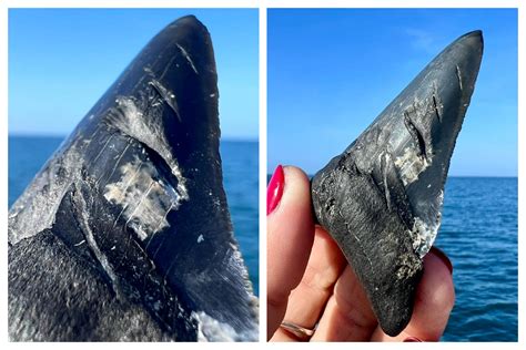 Megalodon Tooth Covered in Bite Marks Discovered Off Florida Coast ...