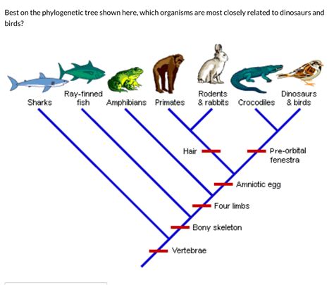 Answered: Best on the phylogenetic tree shown… | bartleby