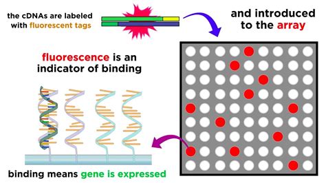 Gene Expression Analysis and DNA Microarray Assays - YouTube