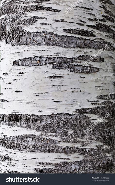 Birch Tree Bark Texture Stock Photo 126921086 - Shutterstock