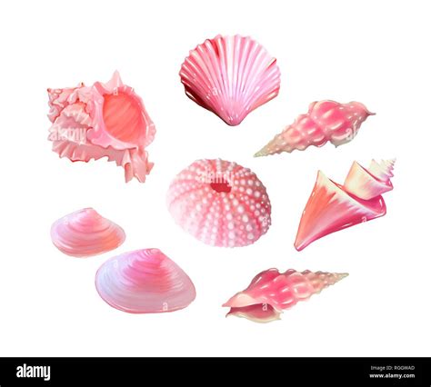 set of Pink seashells. Vector illustration. Under the sea. Underwater ...