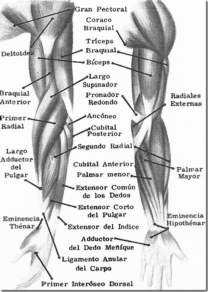 Músculos de las extremidades superiores - Ciencia Explicada