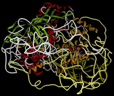 3. Proteins as Enzymes - Chemwiki