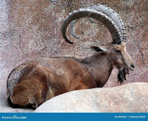 Big Horn Goat Royalty Free Stock Photography - Image: 8583607