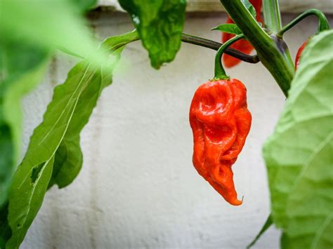 Ghost Pepper Plant - Tips For Growing Ghost Peppers