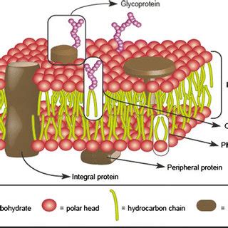 Fluid mosaic model. Schematic view of biological membrane structure as ...