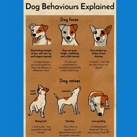 Dog Training Commands - How To Ensure That You Train Canine To Do ...