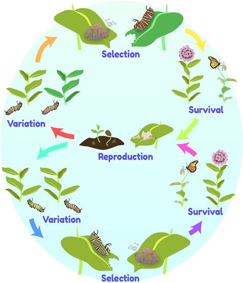 How Natural Selection Works