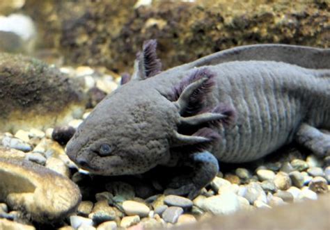 Guide to Axolotl Habitat