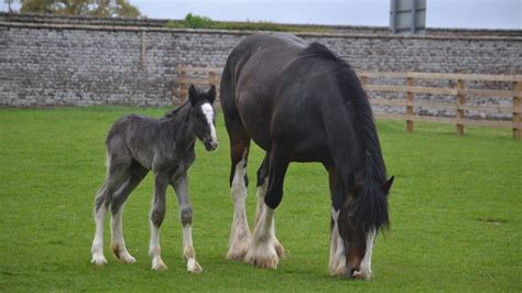 Could you name this cute Shire foal? - Horse & Hound