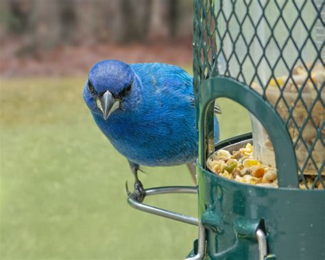 Indigo Bunting - FeederWatch