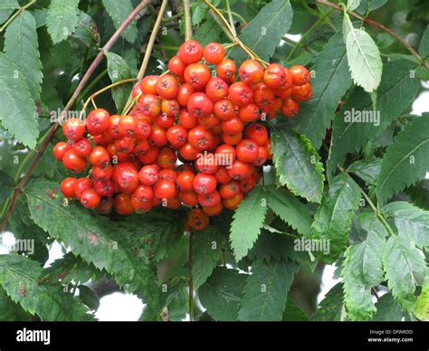 Red Berries on a Rowan or Mountain Ash Tree ( Sorbus aucuparia ) UK ...