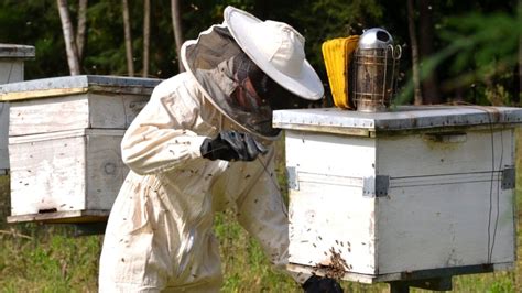 How Taita Taveta community is using bees to solve human wildlife ...