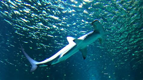 Europe's biggest aquarium Nausicaa sued after death of last hammerhead ...