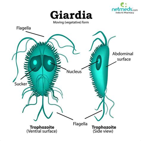 Giardiasis: Causes, Symptoms and Treatment | Netmeds