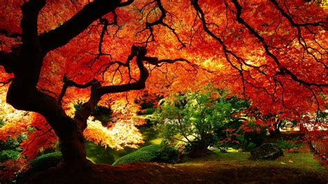 Free Autumn Desktop Wallpaper Backgrounds - Wallpaper Cave