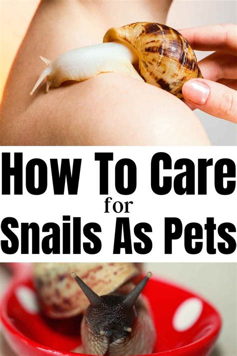 A guide on how to Care for Your Pet Snail - Miles with Pets