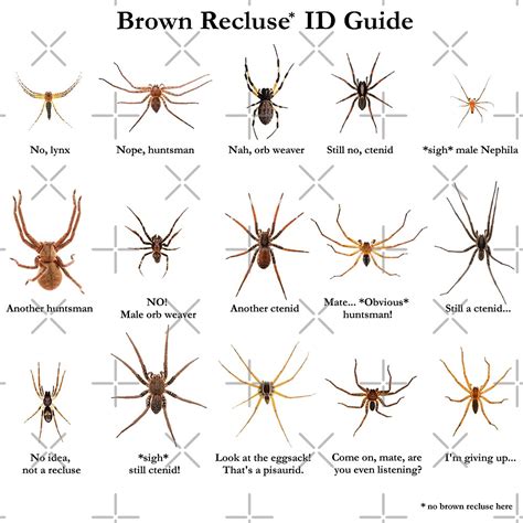 "Brown Recluse ID Guide" by ArthroLove | Redbubble