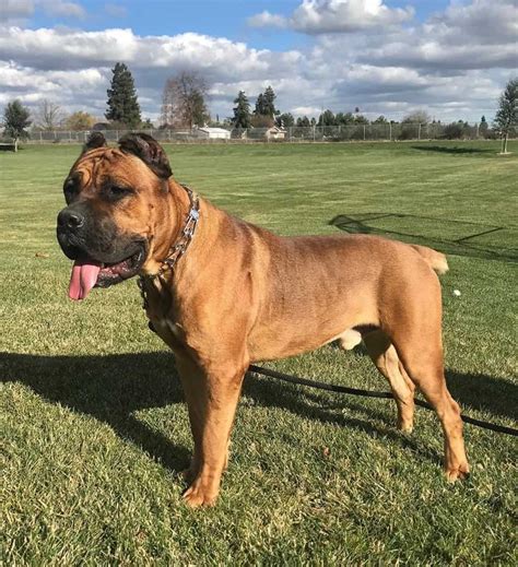 Cane Corso Colors: All Colors Explained (With Pictures)