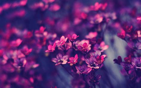 Purple Flowers Computer Wallpapers - Top Free Purple Flowers Computer ...