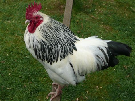 Sussex For Sale | Chickens | Breed Information | Omlet