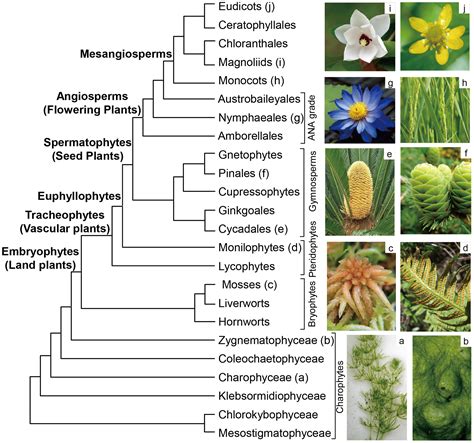 Diversity | Free Full-Text | The Molecular Phylogeny of Land Plants ...