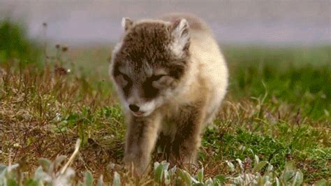 The Cutest Baby Animal GIFs Ever Seen