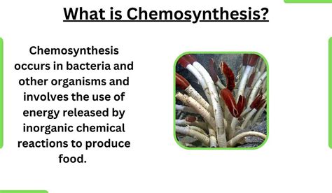 Chemosynthesis-Definition, Process, and Examples