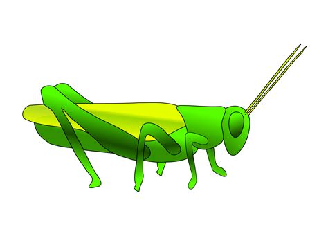 Grasshopper PNG Images Transparent Free Download