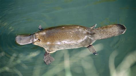 Platypus venom discussed | Britannica