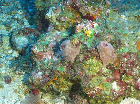 What Are Sponges and Why Do They Matter?: Ocean Exploration Facts: NOAA ...