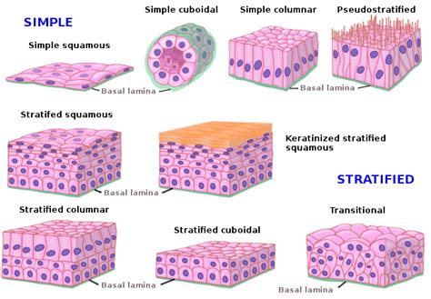 Tissues types, Epithelial tissue features, Covering and Glandular ...