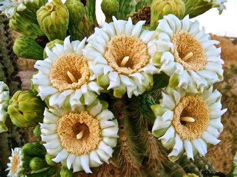 Flower Homes: Saguaro Flowers