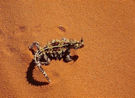 Uluru Wildlife: 10 Unique Australian desert animals to spot