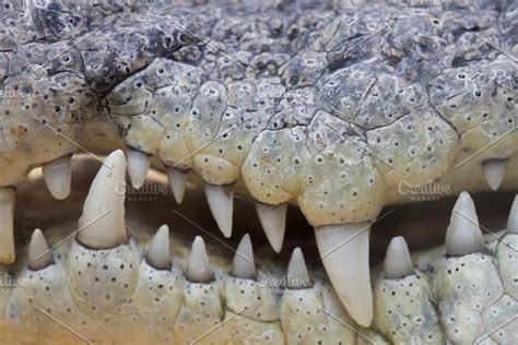 Crocodile teeth | High-Quality Stock Photos ~ Creative Market