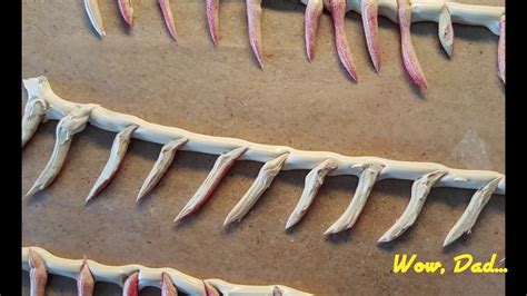 Wow, Dad builds son velociraptor teeth for a dinosaur costume - YouTube