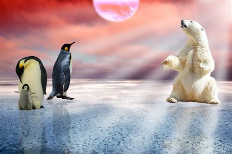 Polar Bear Penguins Arctic - Free photo on Pixabay - Pixabay