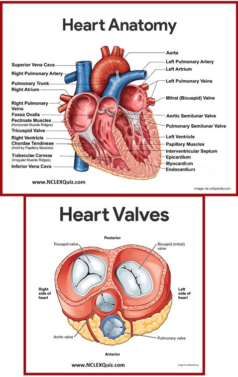 Anatomy Of Heart Diagram