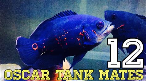 12 Type of Oscar Fish Tank Mates - YouTube