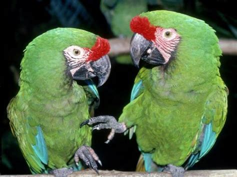 Funny Animals: Funny Parrots