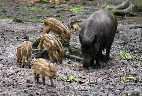 File:Sus scrofa 1 - Otter, Owl, and Wildlife Park.jpg - Wikimedia Commons