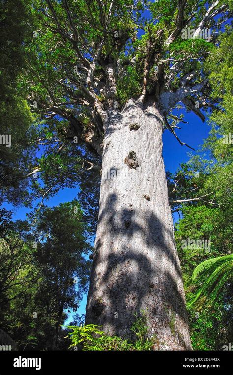 Tane Mahuta Giant Kauri Tree, Waipoua Forest, Northland Region, North ...